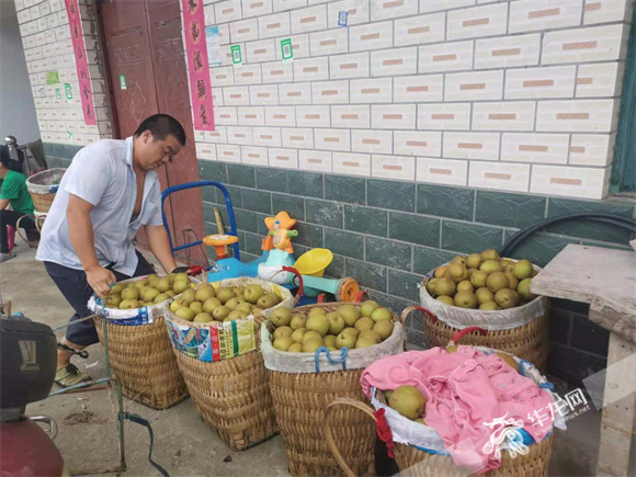 村民刚采摘回来的丰水梨等待第二天售卖。华龙网—新重庆客户端 冉长军 摄