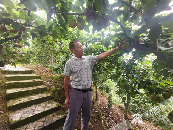 白水社区支部书记叶云介绍丰水梨。华龙网—新重庆客户端 冉长军 摄