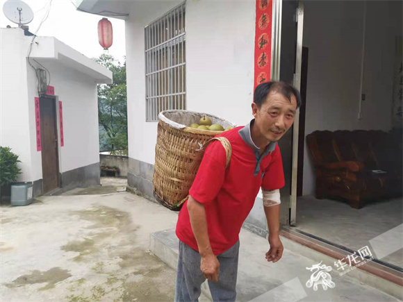 蔡政刚采摘一背篓丰水梨背回家。华龙网—新重庆客户端 冉长军 摄