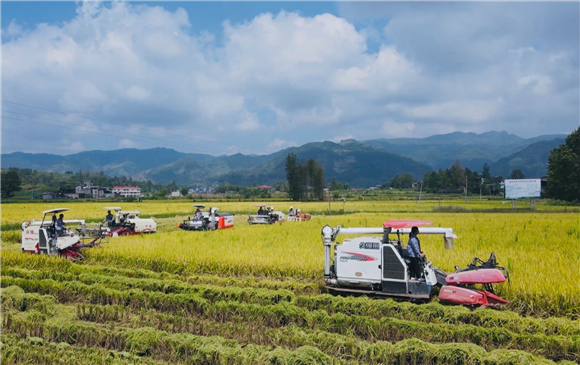 机手们驾驶着收割机开足马力穿梭在金色的田野中。通讯员 陈小娅 洪琳 姜涵玲 供图