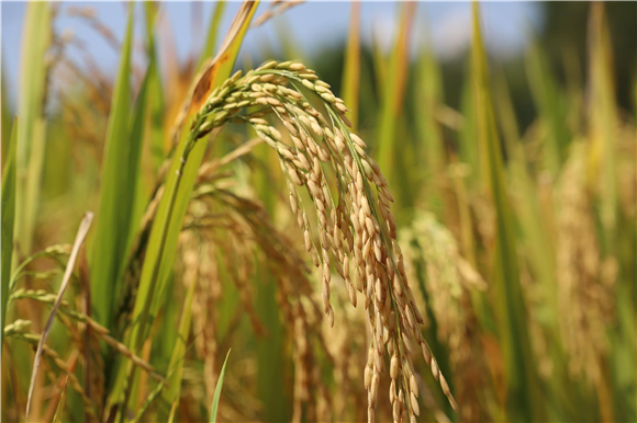 沉甸甸的稻穗儿。通讯员 陈小娅 洪琳 姜涵玲 供图