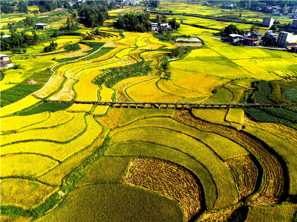 稻浪飘香。通讯员 陈小娅 洪琳 姜涵玲 供图