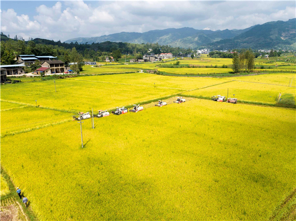 金灿灿的稻田美如画卷。通讯员 陈小娅 洪琳 姜涵玲 供图