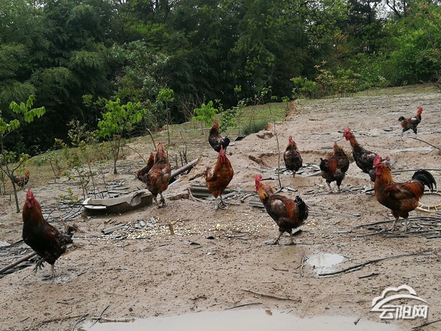 多少斤算大公鸡 00d861f7ddae2008dc4221.jpg