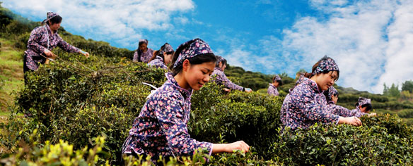 采茶女