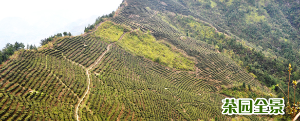茶园全景
