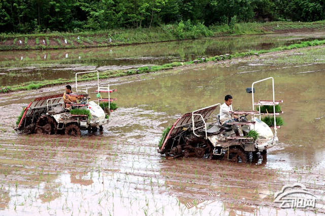 路阳镇插秧机大显身手助力农民节本增效