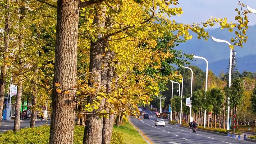 初冬到云阳赴一场童话般的金色约会