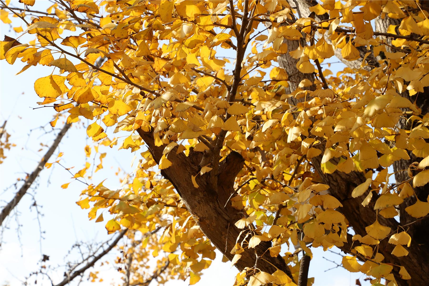 云阳初冬银杏惹人醉