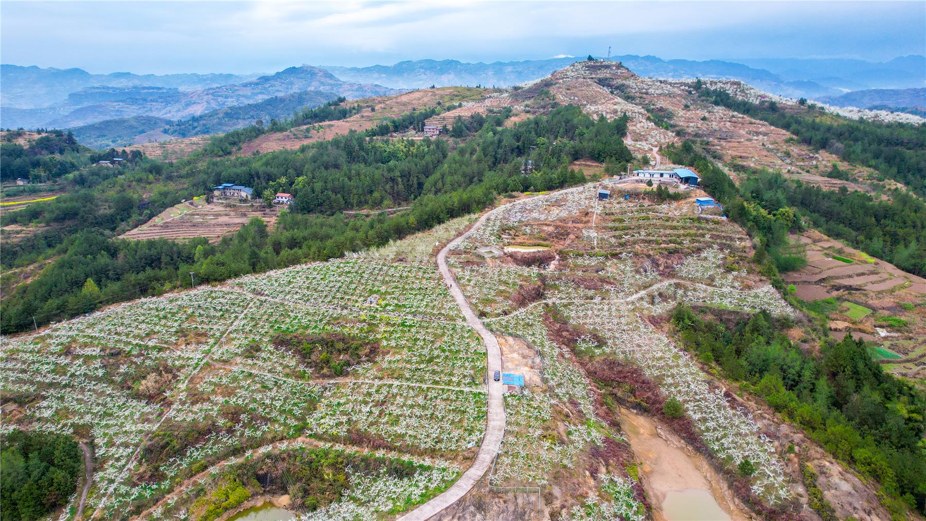 高阳镇:最美乡村春日盛景 踏青赏花正当时- 云阳网-云阳新闻-云阳县融