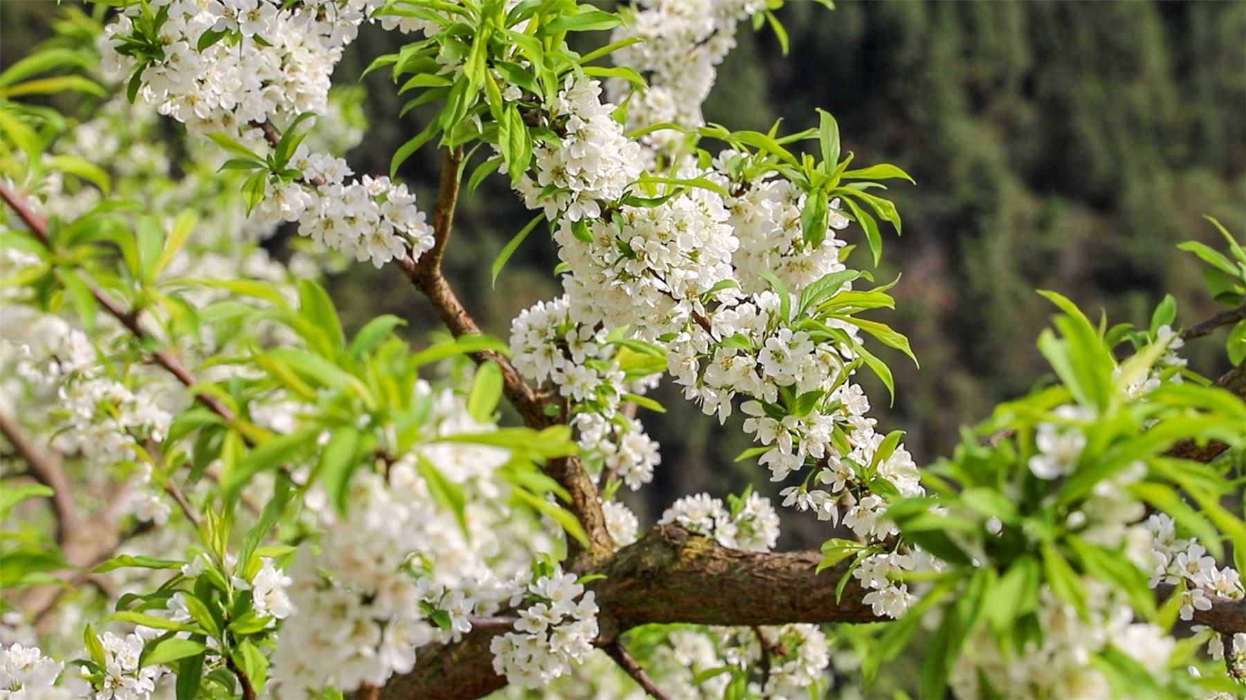 盘龙街道李花盛开春满园山村美景惹人醉
