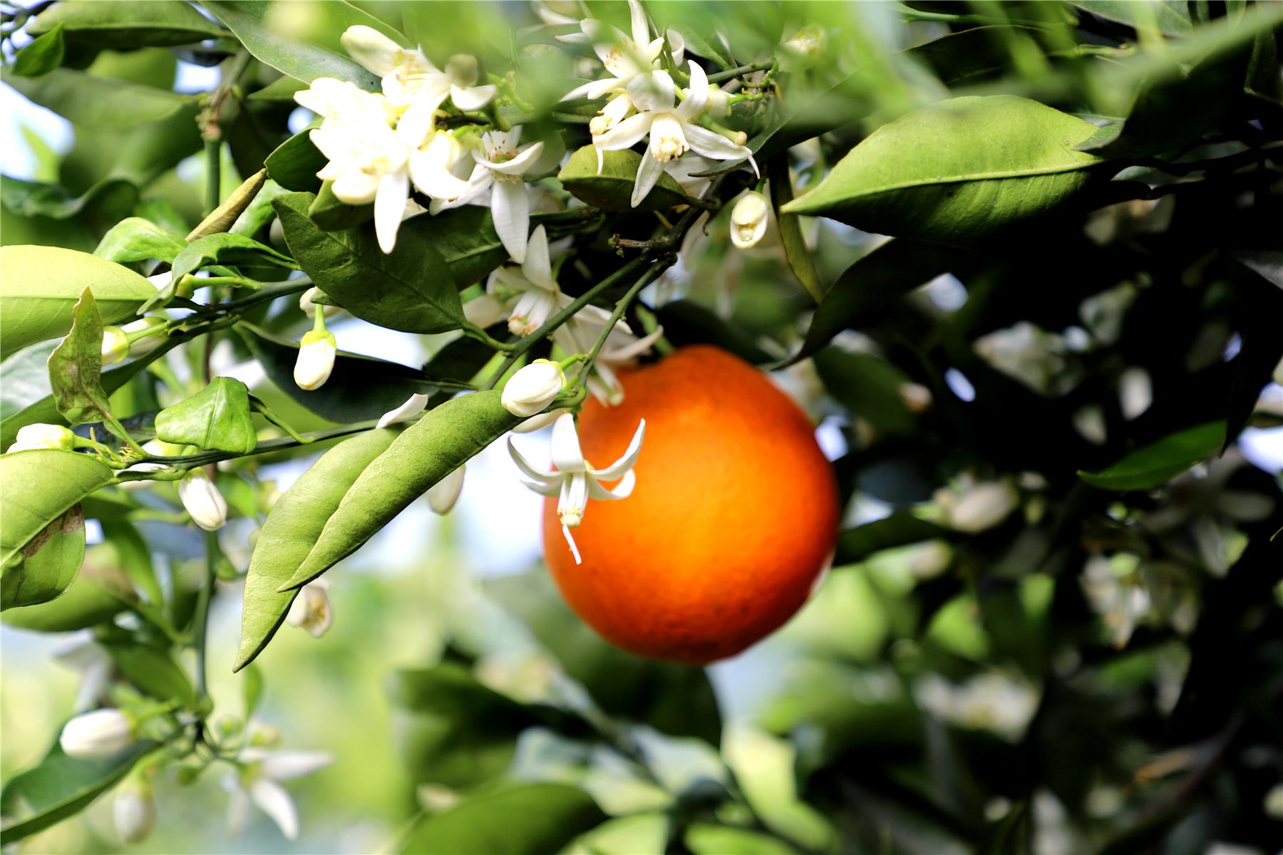 云阳千亩柑橘竞相绽放花果同树令人沉醉