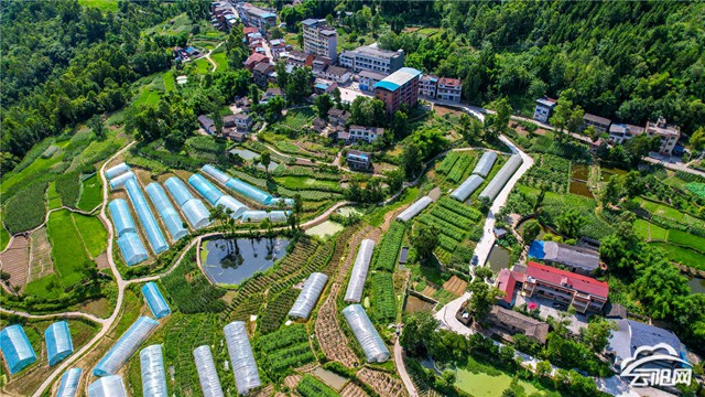 高阳镇:蔬菜基地采收忙 - 云阳网-云阳新闻-云阳县融媒体中心