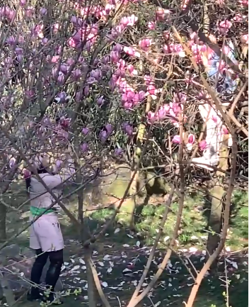 曝光丨云阳两女子在公园爬树摘花拍摄