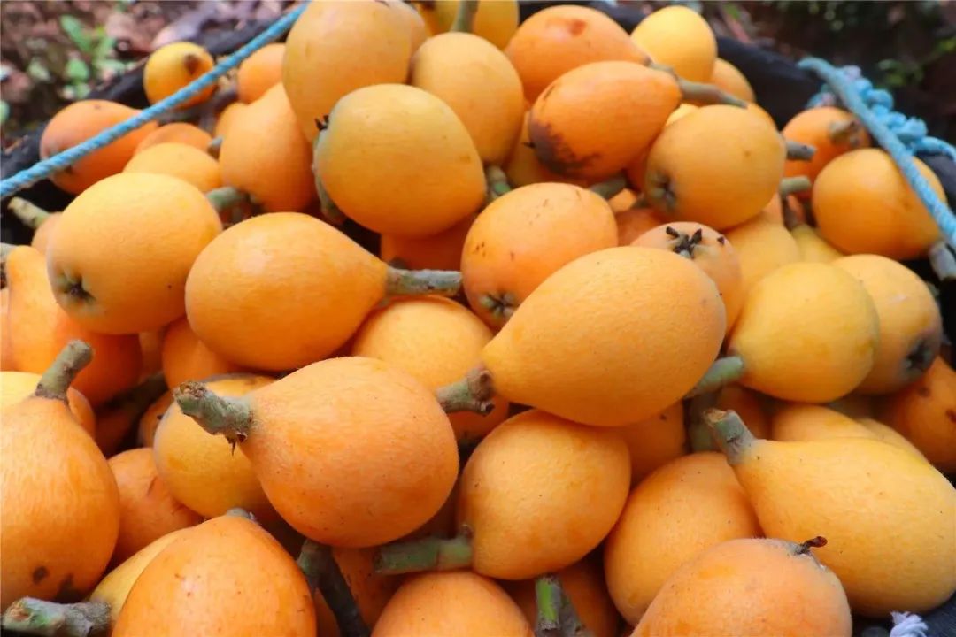 满山遍是黄金果巴阳枇杷开始熟啦