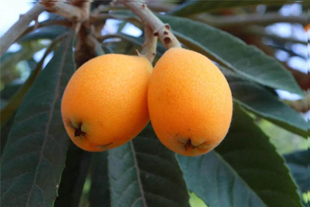 满山遍是黄金果巴阳枇杷开始熟啦