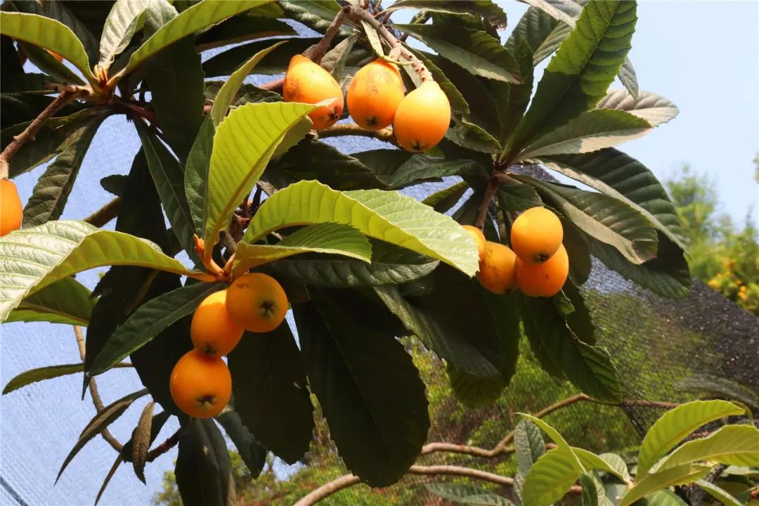 满山遍是黄金果巴阳枇杷开始熟啦