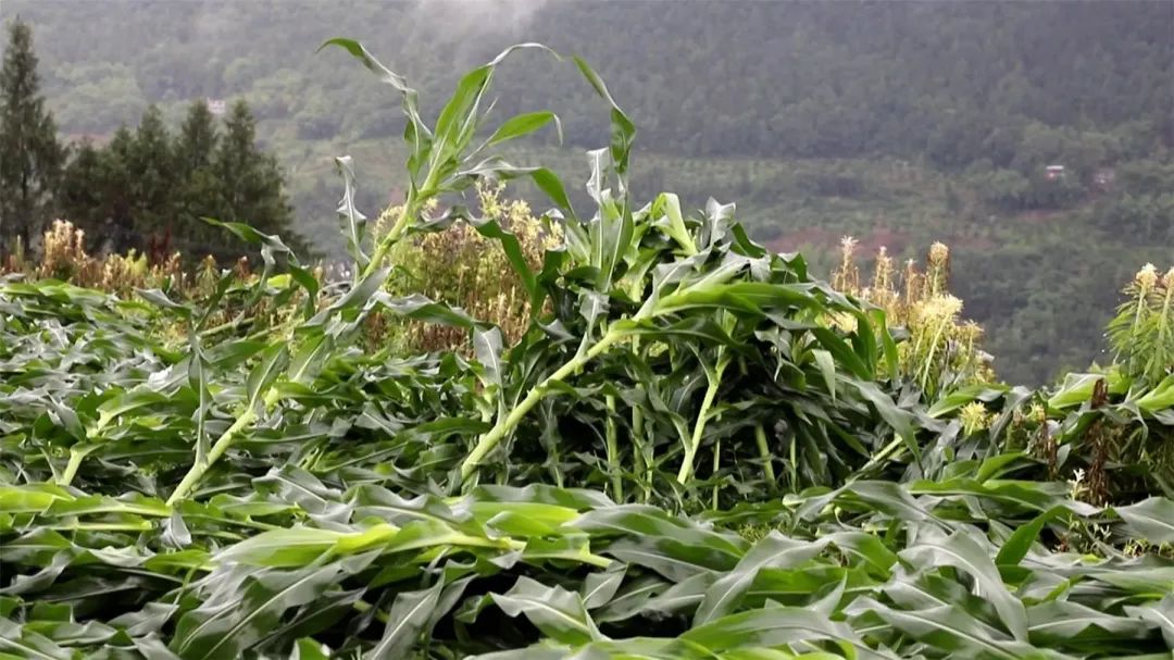 暴雨过后玉米受灾云阳采取措施补救减损