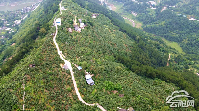 云安镇:千亩梨飘香 果农笑开颜- 云阳网-云阳新闻-云阳县融媒体中心