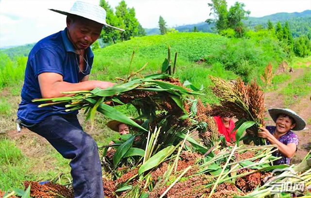 普安乡百亩优质高粱丰收忙- 云阳网-云阳新闻-云阳县融媒体中心