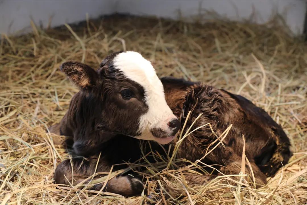 世界首例克隆西藏濒危牛在云阳诞生