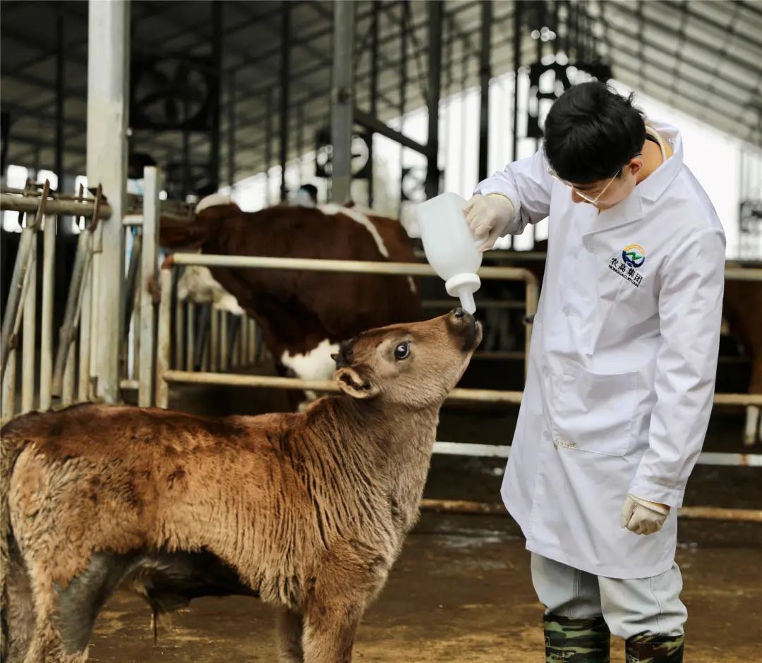 世界首例克隆西藏濒危牛在云阳诞生