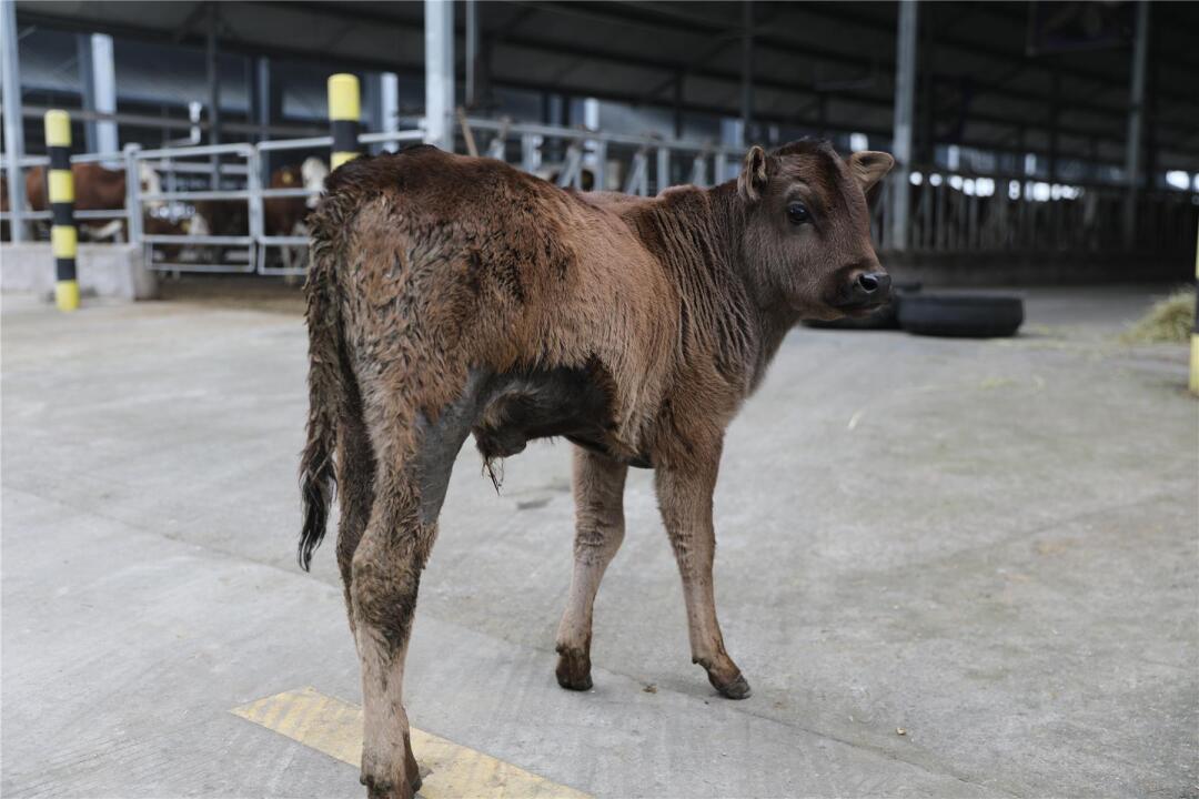 世界首例克隆西藏濒危牛在云阳诞生