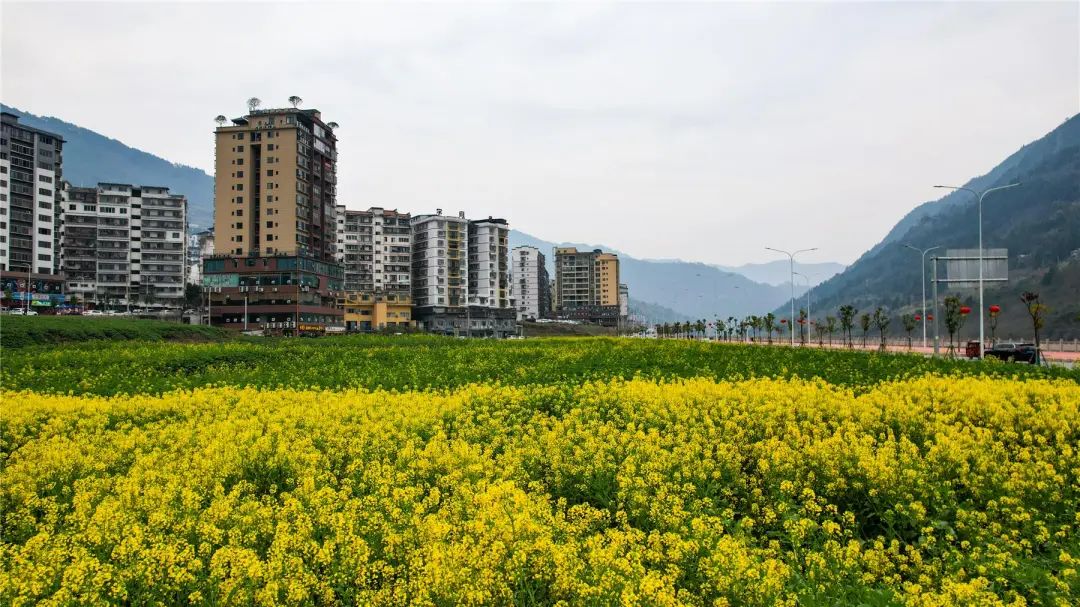 南溪油菜花开啦,打卡拍照好去处~- 云阳网-云阳新闻-云阳县融媒体中心