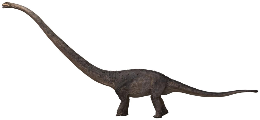 龙年话龙四丨拥有天鹅颈的恐龙普贤峨眉龙