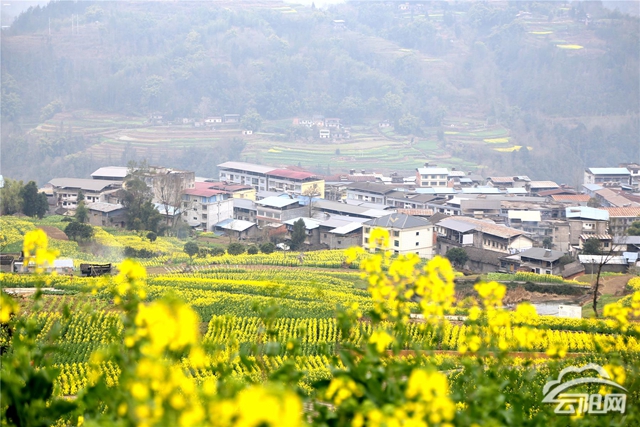 近20万亩油菜渐次绽放 踏春游玩正当时- 云阳网-云阳新闻-云阳县融