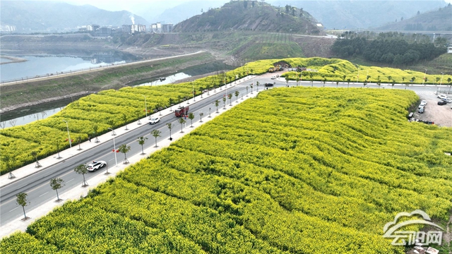 近20万亩油菜渐次绽放 踏春游玩正当时- 云阳网-云阳新闻-云阳县融