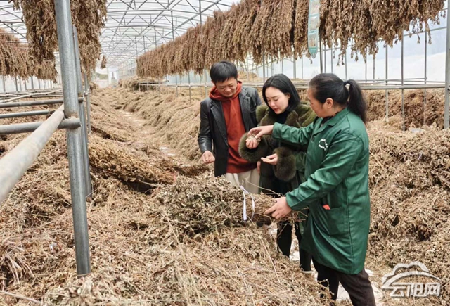 徐靖雯因爱深耕健康产业以艾助力国民健康