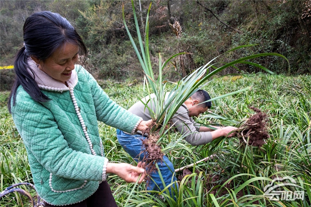 哪儿有,我们就带上锄头,口袋,开车去看",蔡勇把石菖蒲装在口袋里后