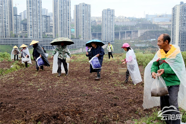 县城管局铲菜复绿提升群众居住环境