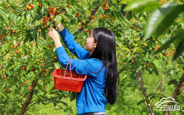 宝坪镇樱桃渐次成熟采摘品尝春趣