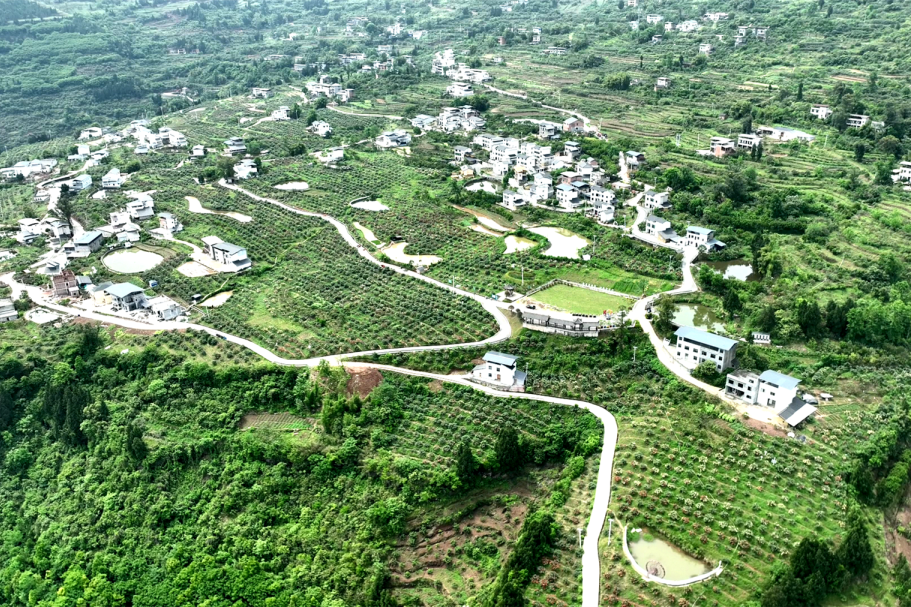 巴阳枇杷熟了!比初恋还甜哦~~~- 云阳网-云阳新闻-云阳县融媒体中心