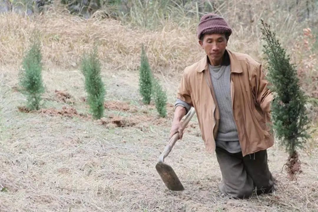 种树,对于正常死唇,也许就是刨个坑,填些土,浇