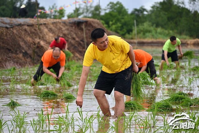 双土镇举办"共富稻路"农耕文化节 - 云阳网-云阳新闻-云阳县融媒体