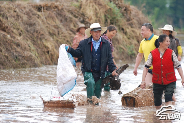 双土镇举办"共富稻路"农耕文化节 - 云阳网-云阳新闻-云阳县融媒体