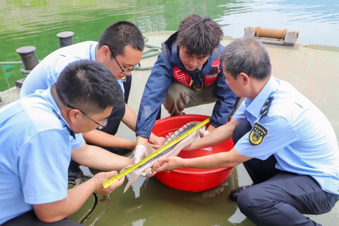 首次发现!长江鲟、鳤鱼现身汤溪河云阳段- 云阳网-云阳新闻-云阳县融媒体中心
