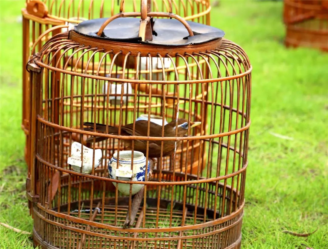 放飞!30余只野生画眉鸟回归自然