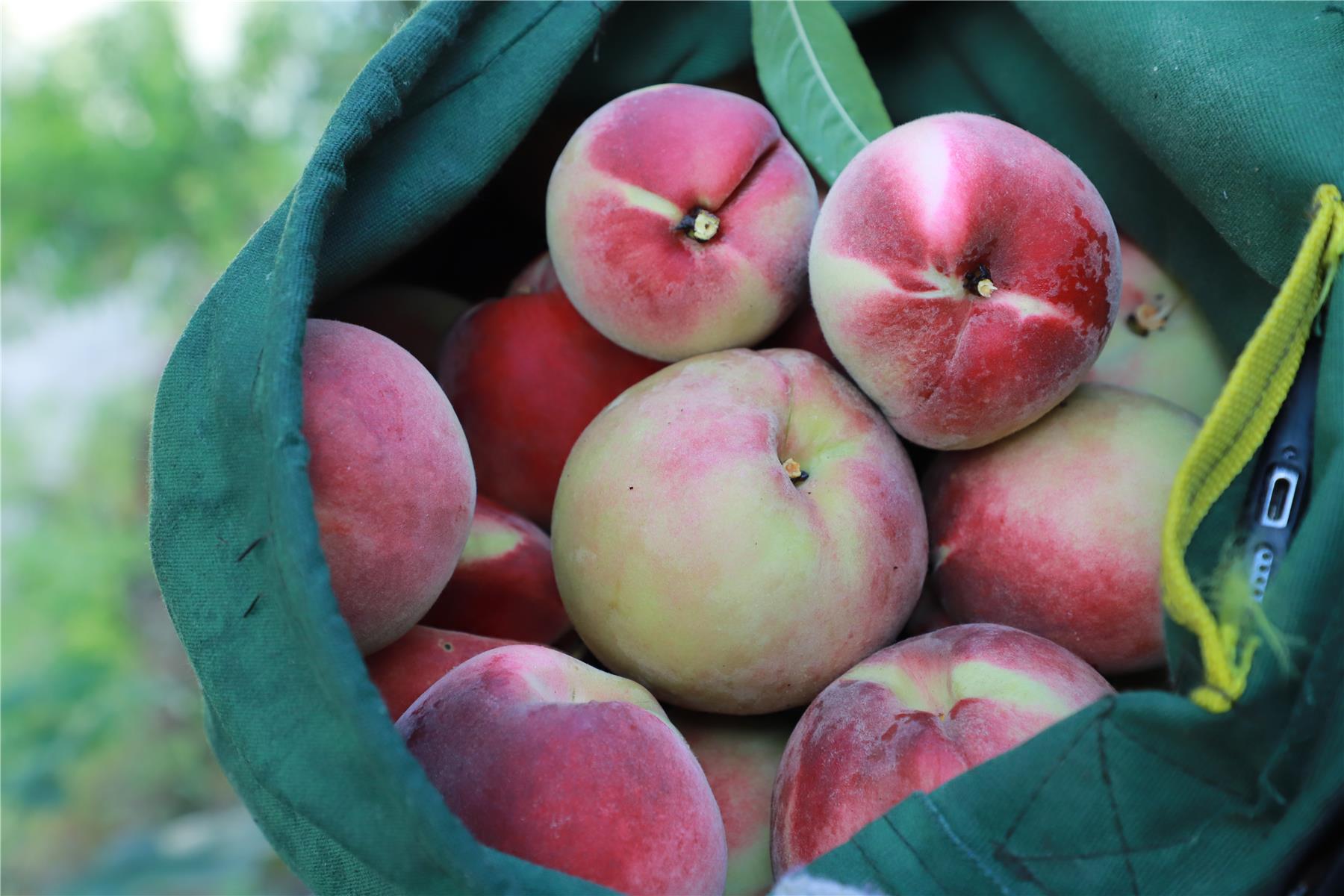 渠马镇:500亩秋彤桃丰收 无人机助力高效运输