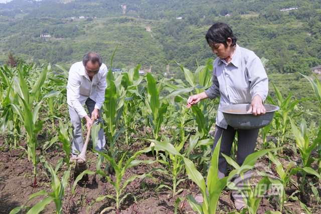 甜糯玉米_种糯玉米收入